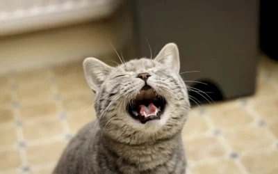 ¿Por qué mi gato maúlla mucho? Cuándo es normal y cuándo puede indicar un problema de salud