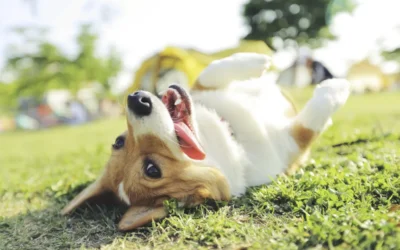 Enfermedades Cardíacas en Perros: ¿Qué Son y Cómo Afectan a Tu Compañero?