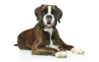 Bóxer: visión general