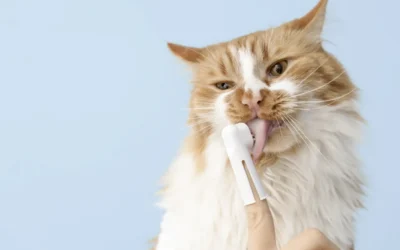 Higiene oral en gatos: señales, evaluación, cuidado en casa y procedimientos dentales con sedación