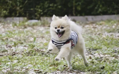 Soplo cardíaco en perros: causas, síntomas y tratamiento