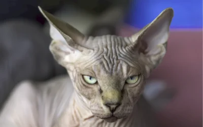 Cómo cuidar la piel de un gato sin pelo