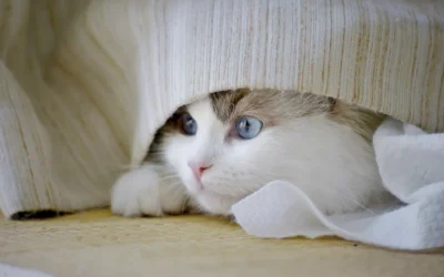 Estrés en gatos: pequeños cambios en casa que tienen gran impacto