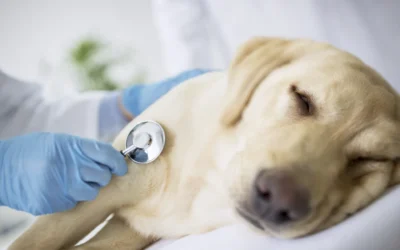 Problemas digestivos en perros: señales de digestión delicada