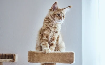 Cómo estimular a un gato dentro de casa: enriquecimiento ambiental para mejorar su bienestar