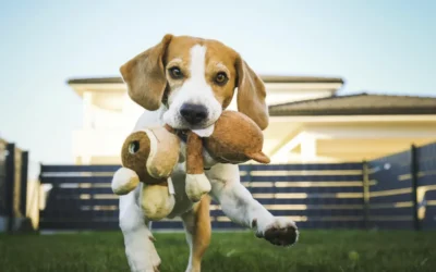 Síntomas de enfermedad cardíaca en perros: señales que no debes ignorar