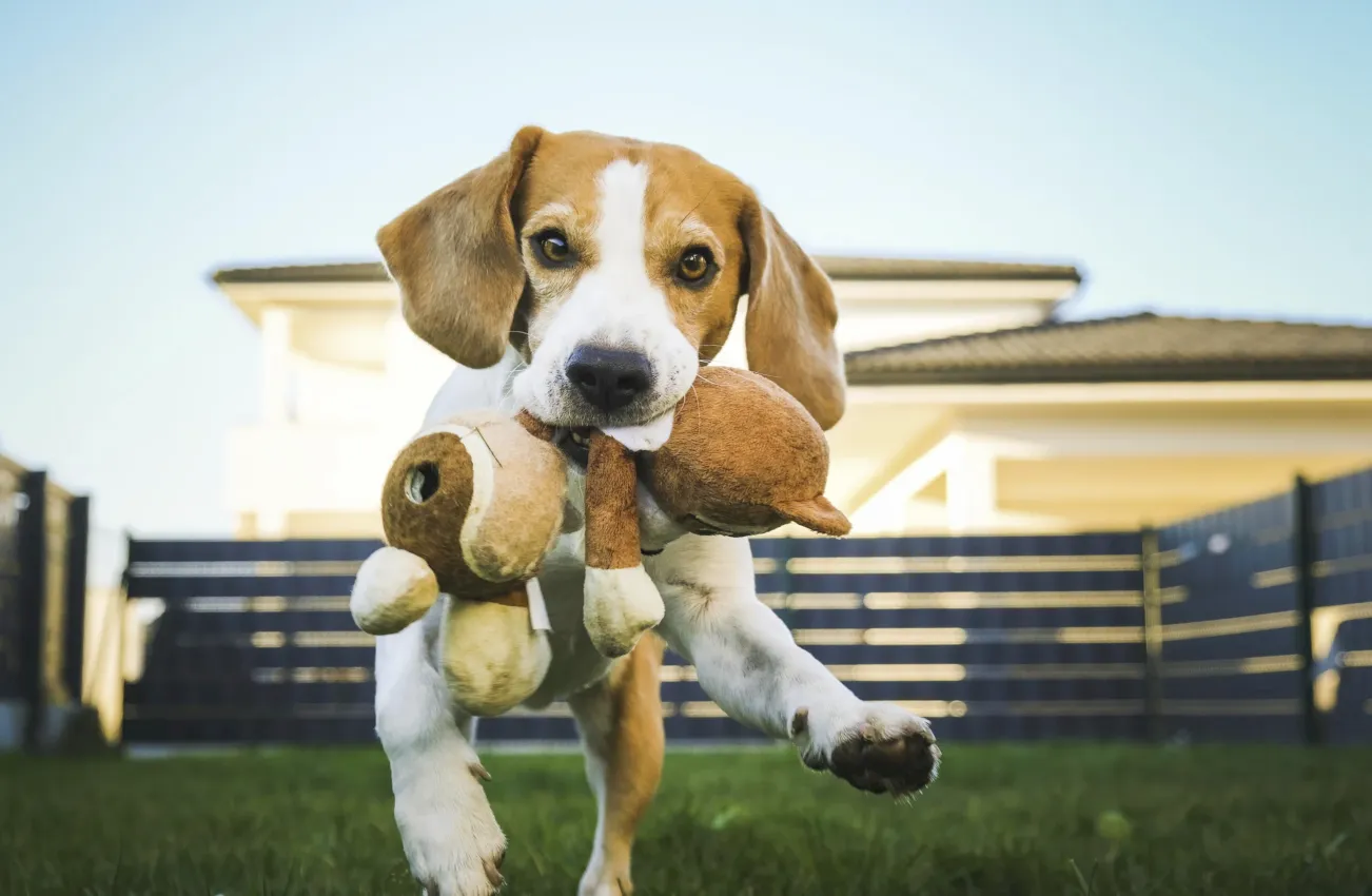soplo corazón perro