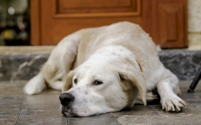 Diarrea en perros: causas, señales de alarma y cuándo ir al veterinario