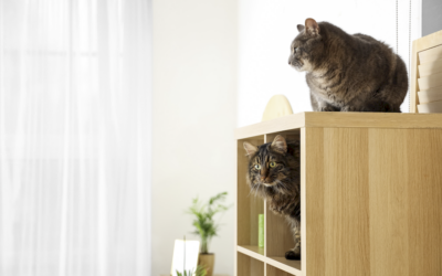PIF en gatos: síntomas, diagnóstico y avances que han cambiado su pronóstico