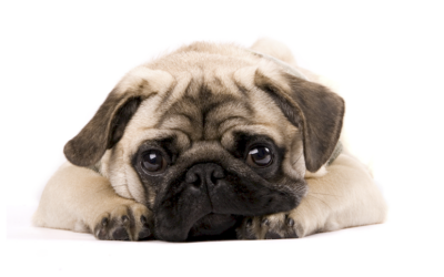 Carlino / Pug: visión general