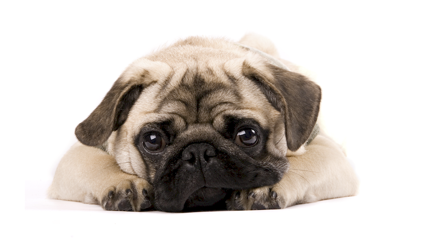 Pug Pug