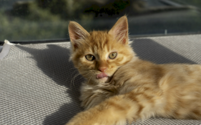 Golpe de calor en gatos: señales menos evidentes que en perros
