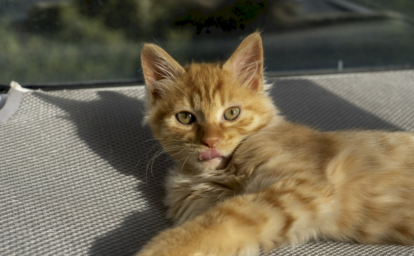 gato golpe de calor