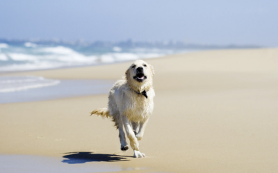 Después de un día de playa con tu perro: problemas que pueden aparecer y cuándo preocuparte