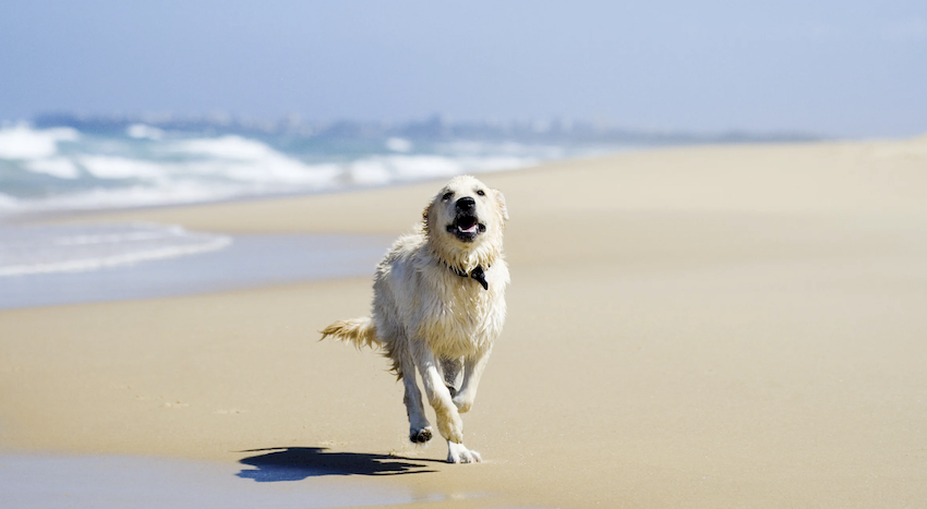 perro en la playa perro en la playa