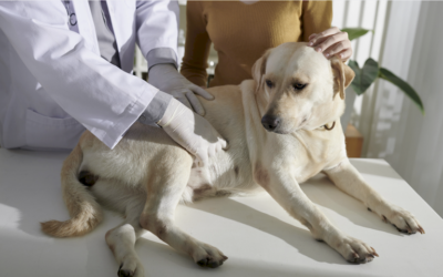 Gastroenteritis en perros: síntomas, causas y tratamiento veterinario