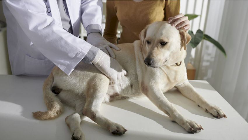 gastroenteritis en perros gastroenteritis en perros