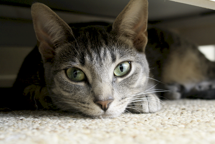 Gato escondido