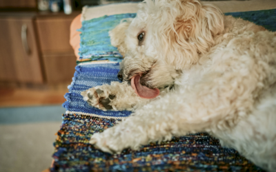 Mi perro se lame mucho una pata: ¿alergia, cuerpo extraño o dolor cervical?