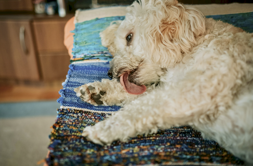 Perro lamiéndose la pata